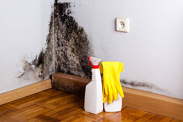 Best Preventive Mold Services in Olive Hill, KY